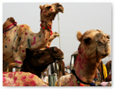 Bateshwar Animal Fair
