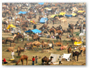 Bateshwar Animal Fair
