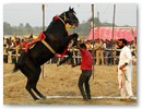  Bateshwar Horse Show
